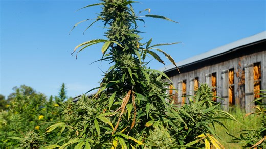 'Hemp and cannabis is Kentucky's agricultural future' says Cornbread Hemp co-founder