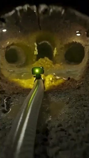 Scientists Put a Camera on a Blind Snake — What It Found Underground