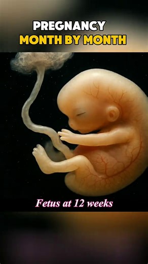 pregnancy week to week and month by month #healthawerness #medicaleducation #pregnancyjourney #pregnanacy #fyp #LearnOnTikTok #foryou | Surgery Page