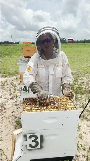 Signs of a Varroa Infestation