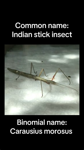 Stick insect | Indian - Carausius morosus | Fantastic phasmids - video 2