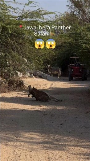 Leopard Ne Kiya Cow Pe Attack #leopard #attack #explore #jawai