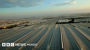 Explotación en invernaderos de Almería: las duras acusaciones de los trabajadores que recogen frutas y verduras en el sur de España - BBC News Mundo