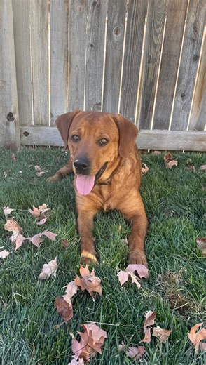 Mile High Lab Mission on Instagram: "Pup of the Day: Boone, 2 years old — the handsome red lab mix who looks like he stepped straight out of a Colorado adventure magazine ❤️‍🔥 With his goofy smile, frog-leg sploot, and wagging tail that never seems to stop, this 2-year-old happy-go-lucky boy is ready to become someone’s loyal sidekick for hikes, snuggles, and everything in between. Boone came to us from Arkansas and has wasted no time settling into that Colorado lifestyle. He loves people, ador