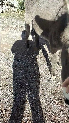 Wild Donkey Show | Full-Time Family of Four Travels