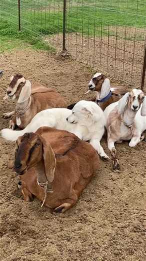 Discover Nubian Dairy Goats at Townsley Farm