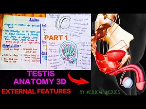 Testis Anatomy 3d | External Features of Testis | Part 1 | Medical Medics