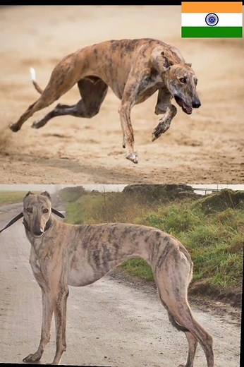 Top 20 Indian Dog breeds. Indian native dogs.