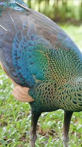 23K views · 538 reactions | The green peafowl is a rare bird species known for its dazzling green feathers and elegant tail display.green peafowl (Pavo muticus).#peafowl #greenpeafowl #birds #birdwatching #reels | 홑홪홡환홖홣 | Facebook