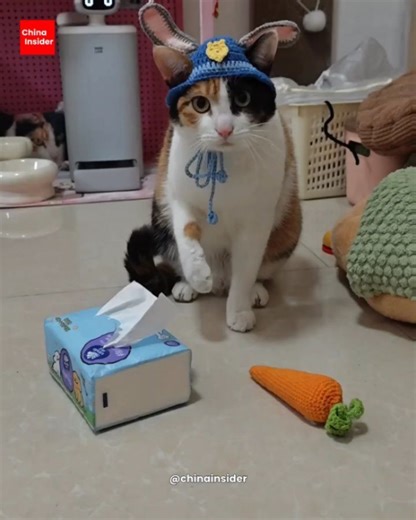 China Insider on Instagram: "A new pet trend has taken over Chinese social media — and it’s peak “looks smart but absolutely isn’t.” 😂 The meme is known online as the “carrot or tissue” challenge. It started in mid-December when a Douyin creator trained her calico cat to tell the difference between a carrot and a tissue. Sounds impressive… until you realize the cat never actually learned the difference at all. In the viral clips, the owner gives commands like “carrot” or “tissue,” placin
