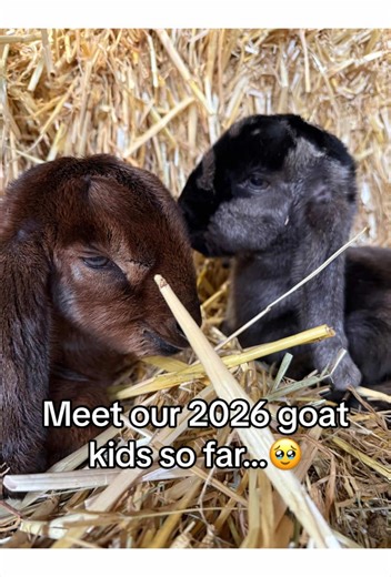 Meet our 2026 goat kids so far…🥹 - 🐐 Tansy - Cheese & Pickle 🍬 Fudge - Coco & Toffee 🪐 Neptune - Venus 🪻Sorrel - Sage & Bluebell 🍯 Saltie (Salted Caramel) - Lemon & Honey - Come and welcome them to the farm! 🤗 We’re open Tuesday to Sunday from 10am to 4:30pm ⏰ - Follow our INSTAGRAM to be the first to know when our next goat kid handling session is so you can meet them up close! 🥰🤎 - #hackneycityfarm #goatkids #londonhotspots #london #fyp