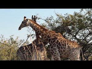 wildlife Africa: beautiful herd of giraffes