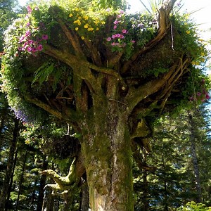 29K views · 624 reactions | Now this is a story all about how, these trees got flipped, turned upside-down... | Tastemade Travel | Facebook