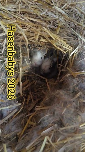 Die diesjährigen Kaninchenbabys kommen so langsam raus aus ihrem Versteck. #mbonsai #zwergkaninchen