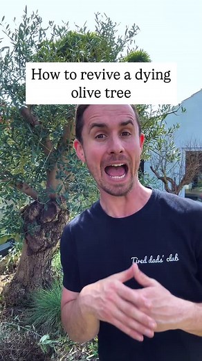 86K views · 608 reactions | How to revive a dead olive tree Do you...