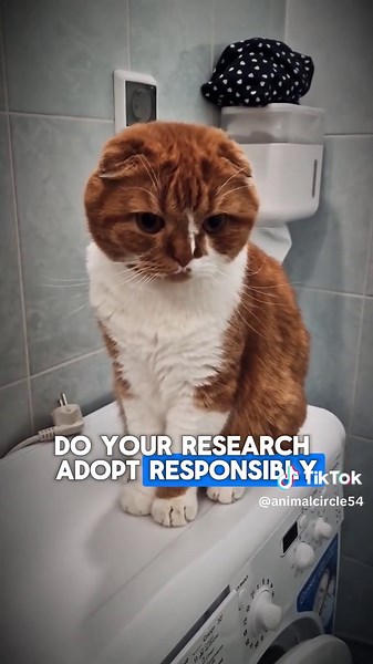 Meet the Scottish Fold: Unique, Affectionate, and Loyal Companion