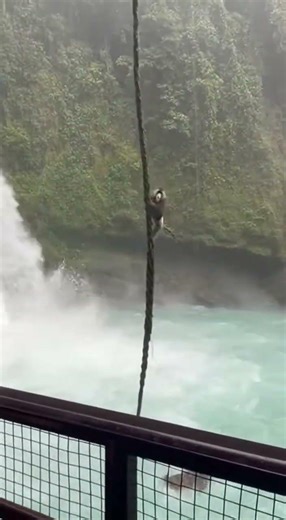 HE’S STILL COMING! Leopard Climbs the Vine Right Behind the Escaping Mandrill
