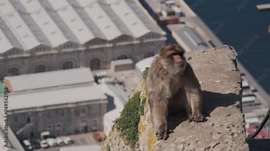 Barbary macaque on the Rock of Gibraltar with built up part of Gibraltar in background