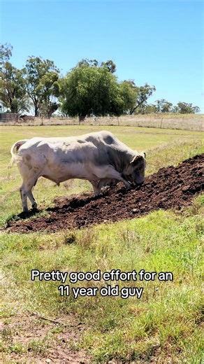 Young Rodeo Star: 11-Year-Old Bucking Bull Rider