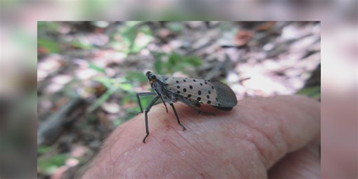 WV Dept. of Agriculture seeks public help eradicating spotted lanternfly