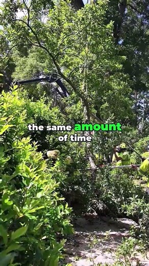 Tree Topping - Why It's Wrong & What to Do Instead