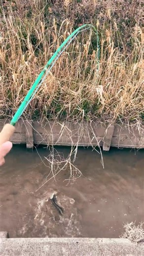 ナマズのフライフィッシング #fishing
