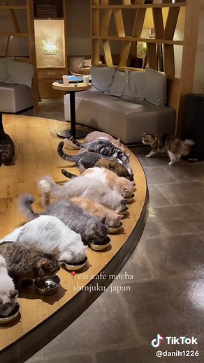 Experience Cat Cafe Mocha in Shinjuku, Tokyo