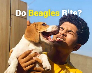 Do Beagles Bite? - Beagle Care