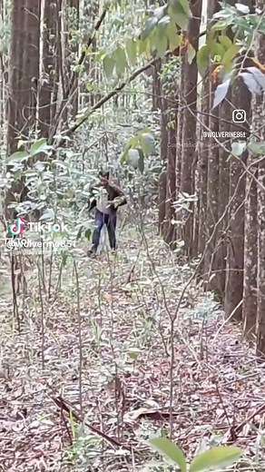 #dancinhadowolverine #wolverineembaixadordotiktok #wolverinedotiktok #wolverinecosplay