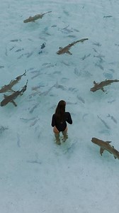 Aboard Aqua Blu, five-star luxury meets adventure in the heart of the Coral Triangle. Discover an otherworldly paradise beneath turquoise waters, where vibrant coral gardens, reef sharks, manta rays, and sea turtles reveal East Indonesia's extraordinary marine biodiversity. Discover more: https://loom.ly/hXjFd1I #SailWithAqua #PonantExplorationsGroup #CoralTriangle #LuxuryTravel #ExplorerSuperyacht | Aqua Expeditions