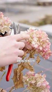 So schneidest du deine Bauernhortensie und Tellerhortensie ✂️aber frostfrei ❄️#garten #tipps