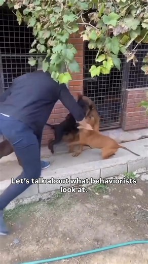 58K views · 521 reactions | Are these puppies playing, or are they showing seriously concerning behaviors. These are just a few things I look at when evaluating dogs. What do you see? #dogbehavior #dogbodylanguage #puppybehavior #dogtrainingtips | Thinking Canine | Facebook