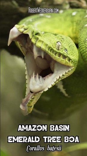 Why does this snake have such massive teeth? #snake #wildlife