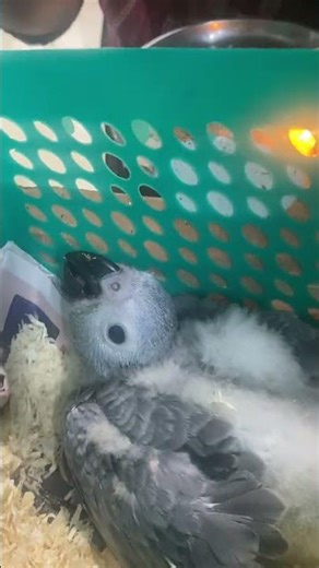 Bringing Home Our African Grey Chick | Indian Ritual + First Weigh-In