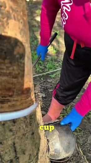 How to Tap a Rubber Tree Correctly in 20 Seconds! #shorts