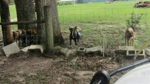 ‘Dangerous dog’ owners in Florida now have to buy insurance. What penalties do they face?