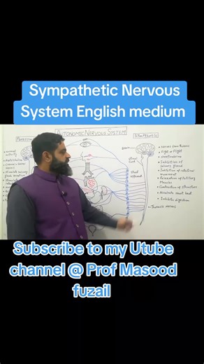 Understanding the Sympathetic Nervous System: A Detailed Explanation
