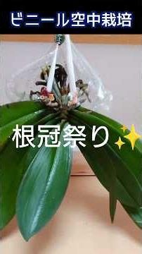 胡蝶蘭のビニール空中栽培で根っこが急成長✨