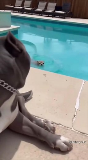 50M views · 1M reactions | "Bully Gets_Tired of the Chihuahua and Tosses Him Into the Pool ‍了 #dog #funny #funnydogs #AI #chihuahua #rottweiler | Mizopets | Facebook