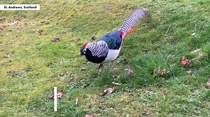 Lady amherst pheasant caught on camera in rare moment