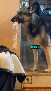 753K views · 30K reactions | zAt SoNg sA SoNg SoNg SoNg 藍藍 #talkinganimals #animalvoiceover #parodysong #germanaccent #germanshepard #germanshepherdlovers #germanshepherdsofinstagram #dogsofinstagram #dog #voiceover #vo #dub #animals #funnyreels #dogs  @carolynsilhan | Rufus Goodboy | Facebook