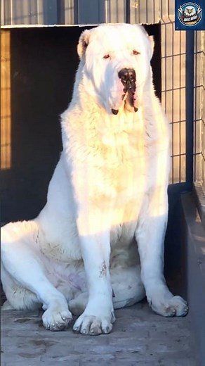 Alabai: The Legendary Guardian Beast