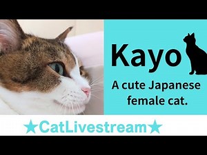 ★Cat Mini Livestream★112