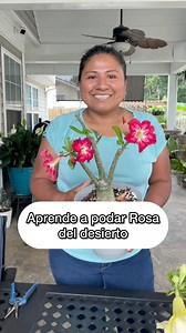 Aprende a cuidar y podar Adenium obesum Rosa del desierto | Ivet Suculentas y Mas Plantas