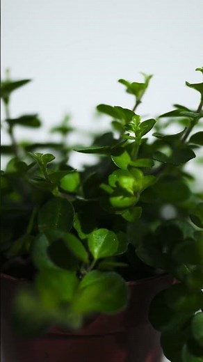 Minimalistic iPhone 14 Pro Product Photography
