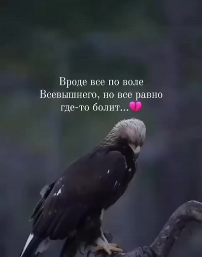 Majestic Eagle Perched in Natural Habitat