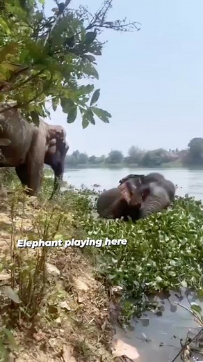 2 Elephant playing here.....🇮🇳🇮🇳 From | Padi Ungko