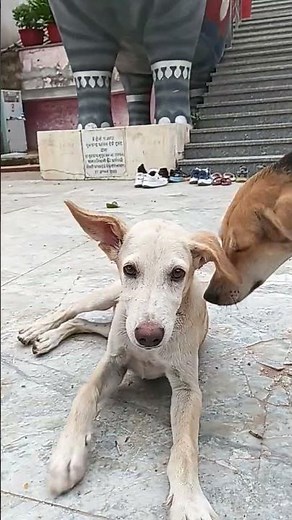 Two Dogs 🐕 Love 💞 For Every One #♥️😊#love#dog#shorts