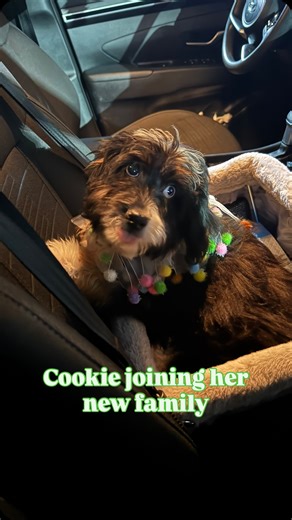 Cookie’s mom was soooo shocked at how calm she is! DoodlePuppiesTX puppies are raised with nothing but love, so that’s all they ever know! They have no reason to act out or bite anyone, because they know that when we usher them into the world, it’s done with a plan of action, they get structure, and most of all, all the LOVE they could ever ask for! 💗 Our puppies know that they are safe, so even when they are skeptical of new environments, they stay calm & scope the scene before anything. Click