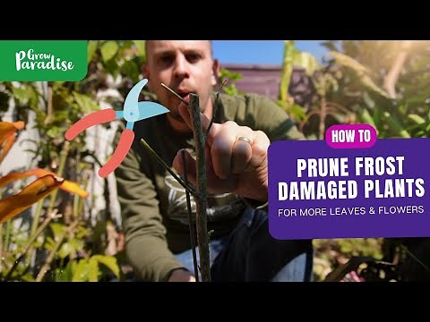 How to prune frost damaged plants for more leaves & flowers